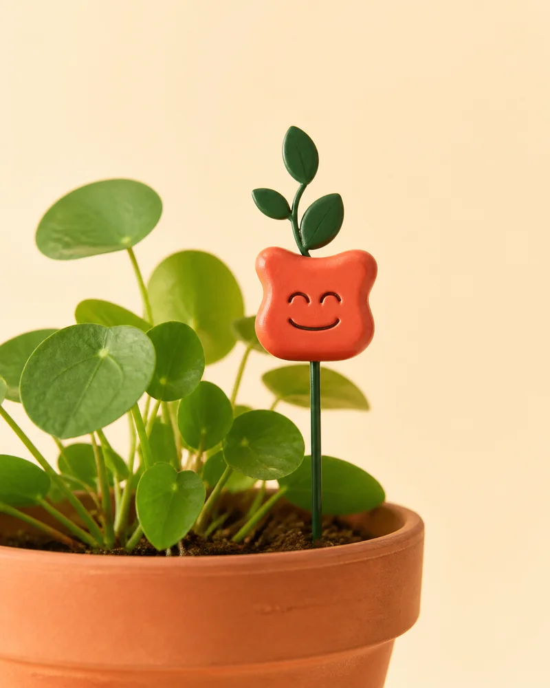 Projection d'un petit compagnon corail planté dans un pot